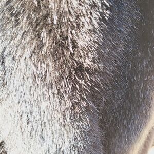 Mink Jacket Silver/Black